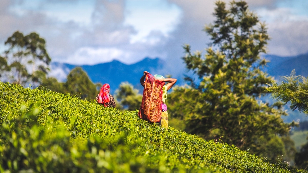 Two smiling women picking tea leaves on a lush, hilly tea plantation.