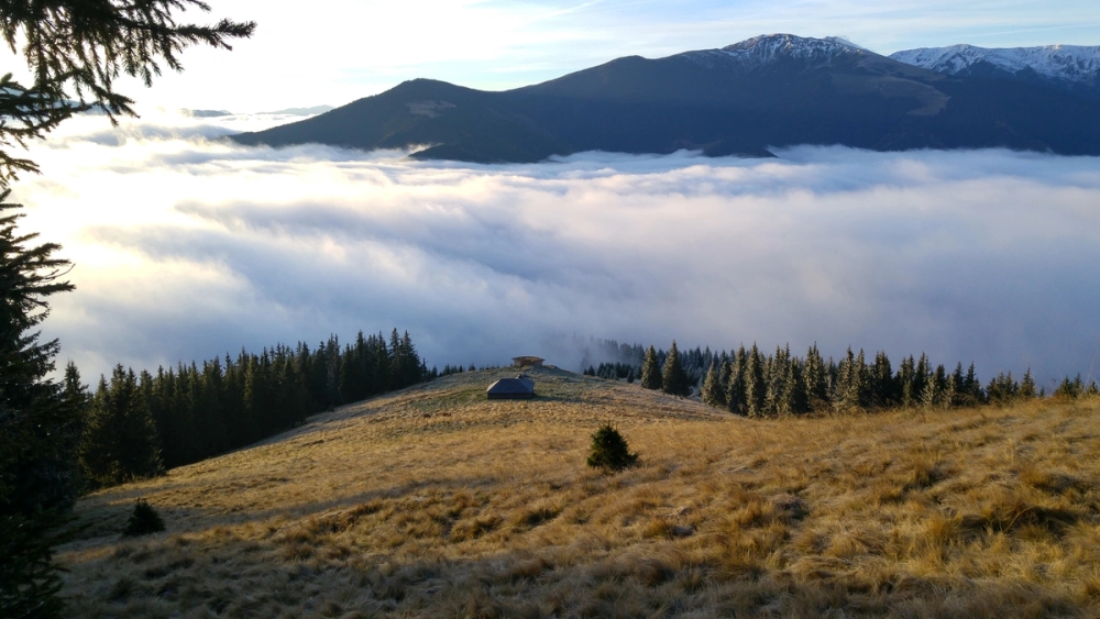 image principale du voyage Expédition sauvage en Roumanie : sur les traces des ours des Carpates