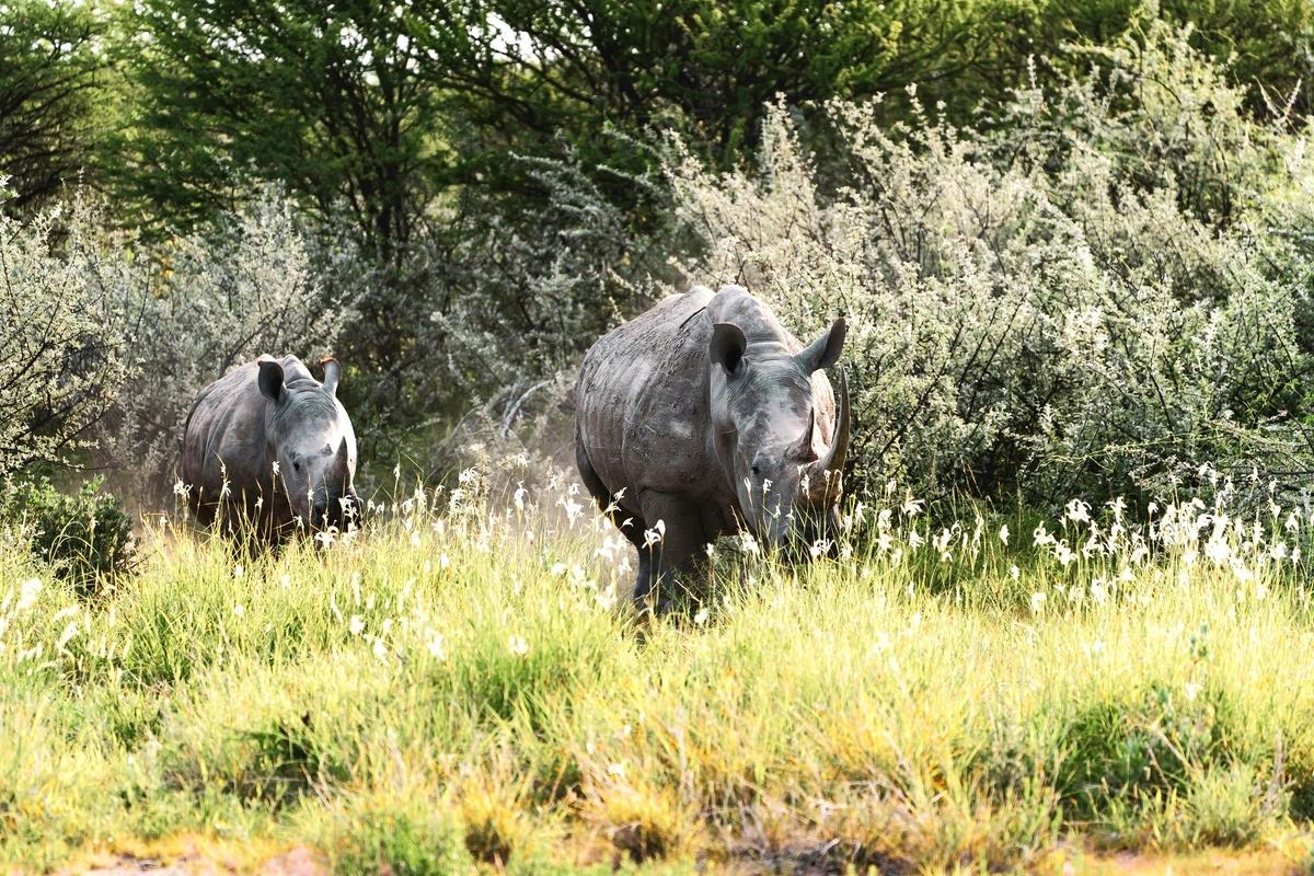 Photo du voyage Dans la peau d’un Ranger : immersion au cœur d’une réserve en Namibie