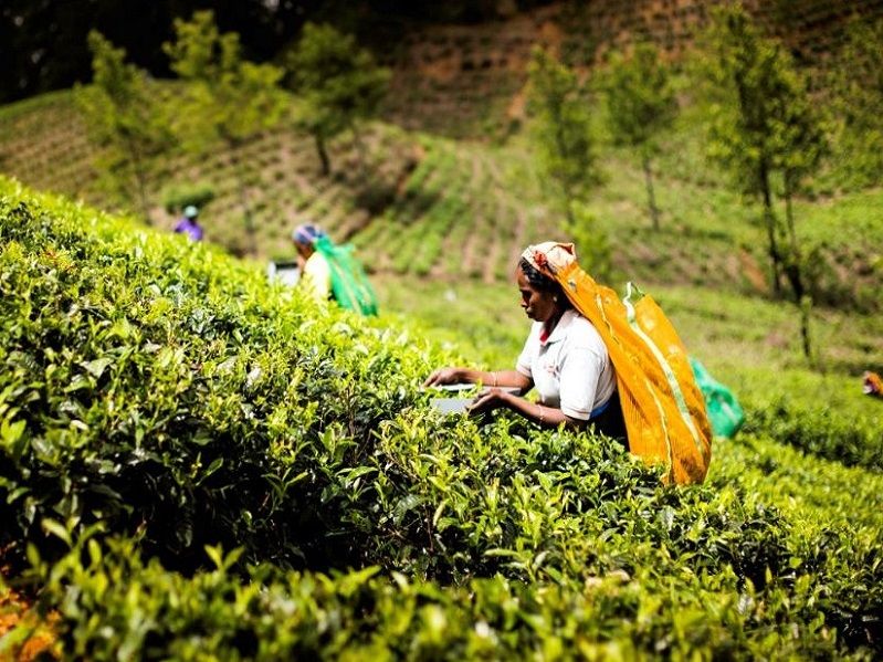 image de la liste de photos du voyage Au rythme du Sri Lanka : à vélo, en train et tuk-tuk vers l’aventure et les rencontres authentiques (hiver)