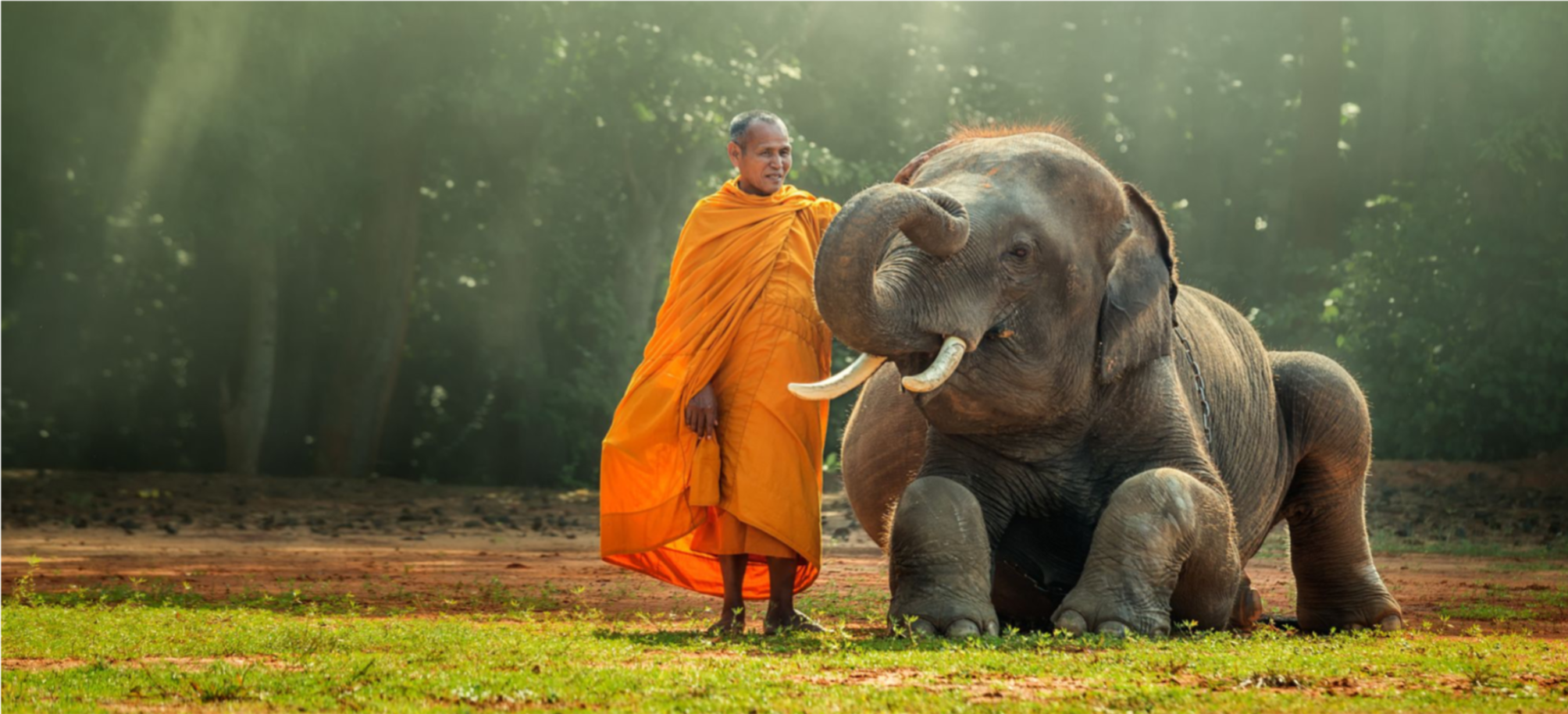 Image principale du blog Pourquoi ne faut-il pas faire de l'éléphant en Thaïlande ?