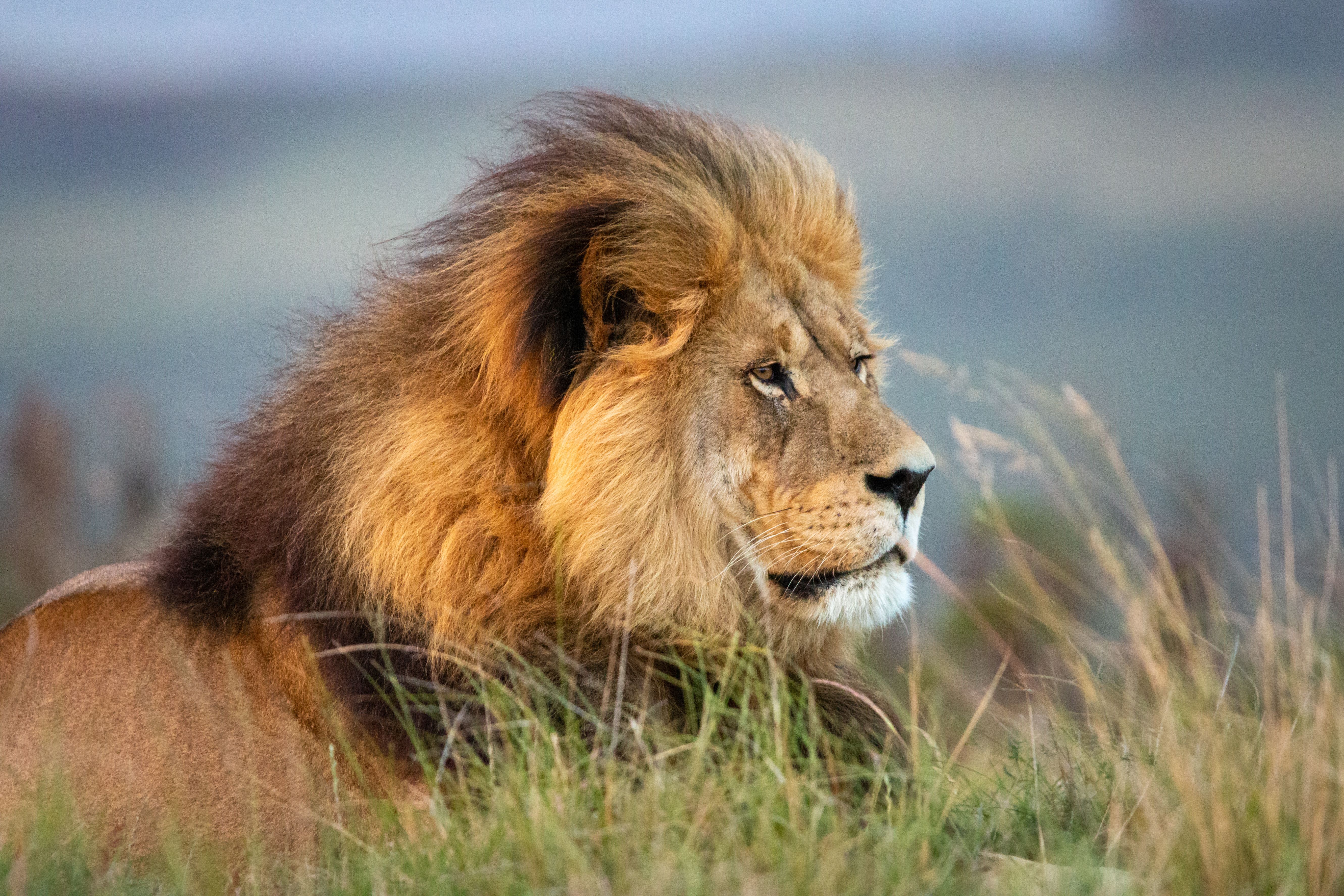 Image principale du blog Safari en Tanzanie : Serengeti, Ngorongoro et immersion Maasaï