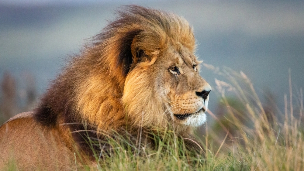 Safari vehicle parked under a tree in a savanna at sunset.