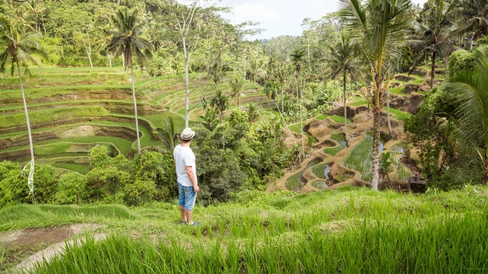 Man in a hat overlooks lush green rice terraces and palm trees.