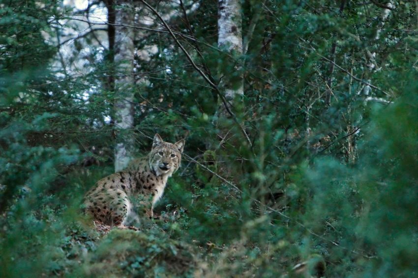 Photo du voyage Découvrez l'art de la photo animalière dans le Jura