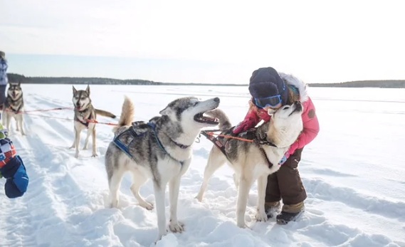 A child in winter gear hugs a husky in the snow, with other sled dogs lined up behind.