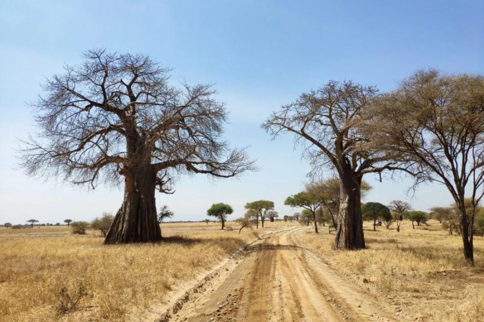 image de la liste de photos du voyage La Tanzanie entre immersion culturelle, safaris et évasion à Zanzibar