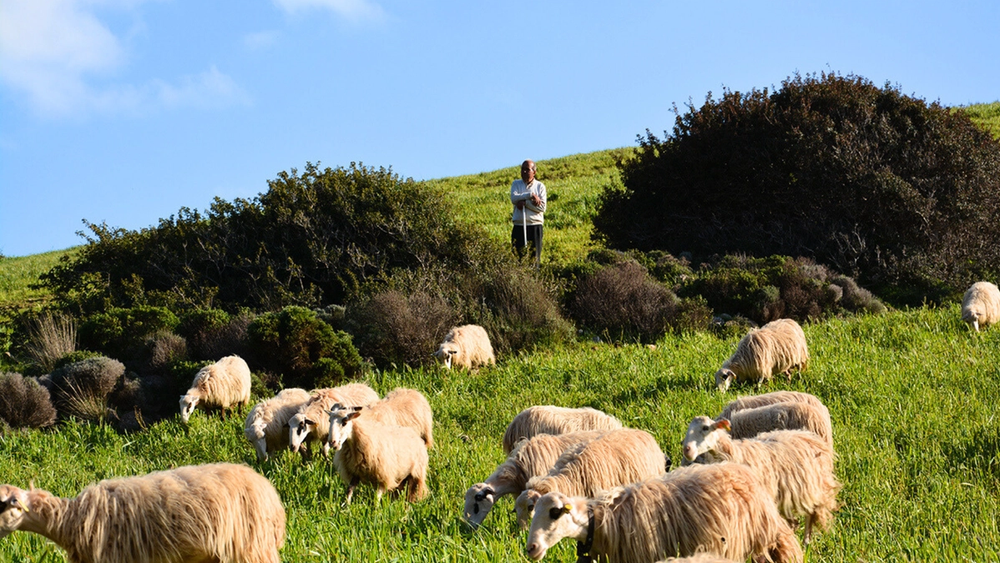 A shepherd watches over a flock of sheep grazing on a lush green hillside under a blue sky.