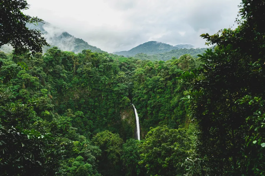 Jungle Bolivie
