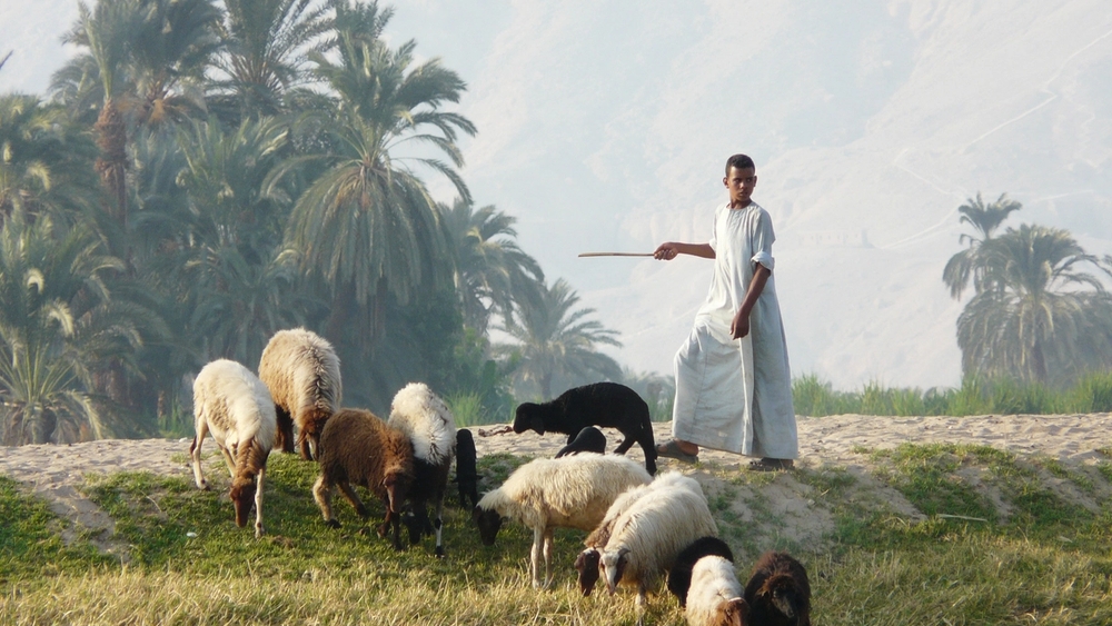 A shepherd with a stick directs sheep grazing on a grassy bank, with palm trees and hills in the background.