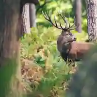 Image représentant Animaux