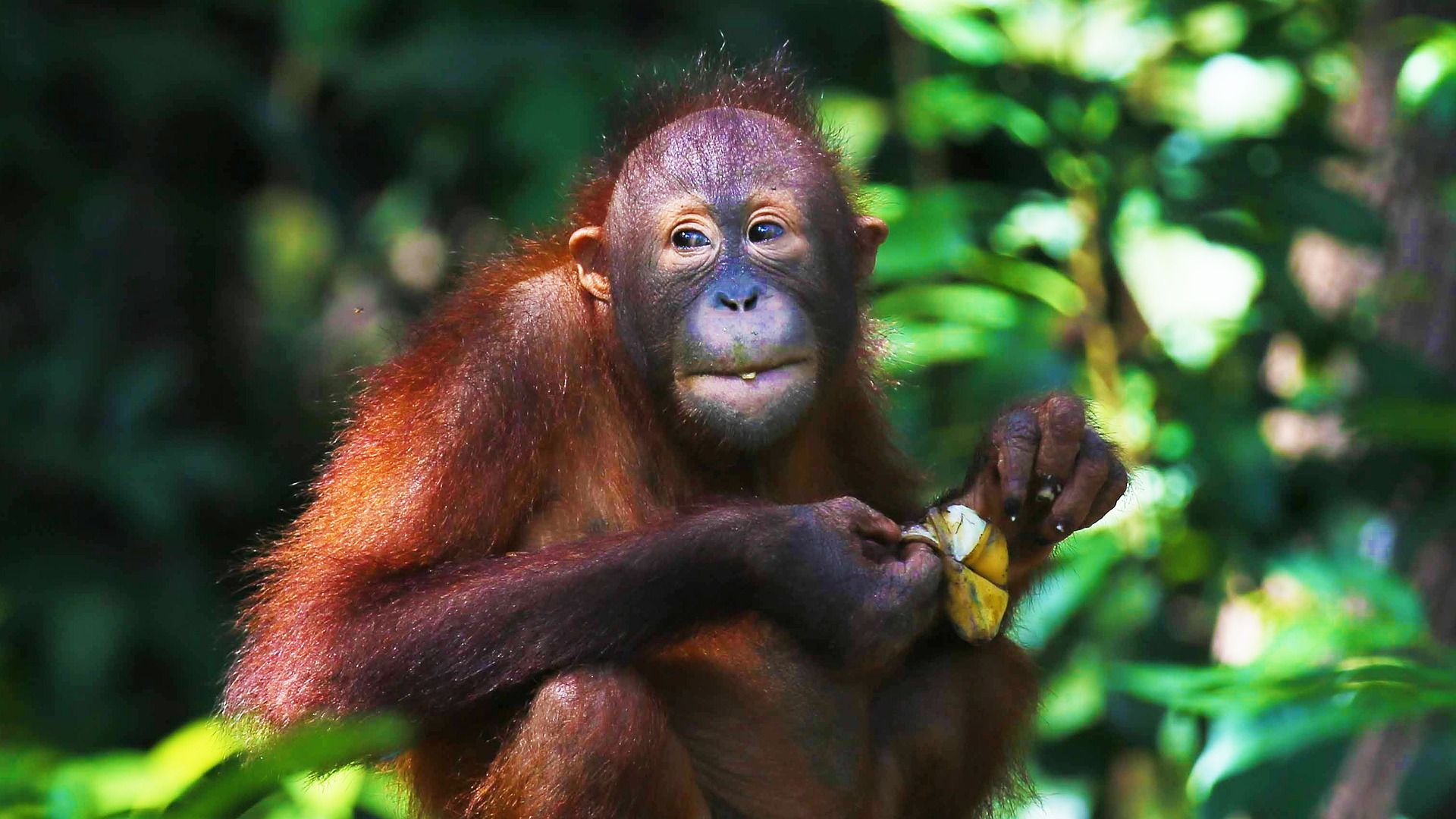 Image principale du blog Orang-outan Indonésie : une espèce endémique de l’île de Sumatra