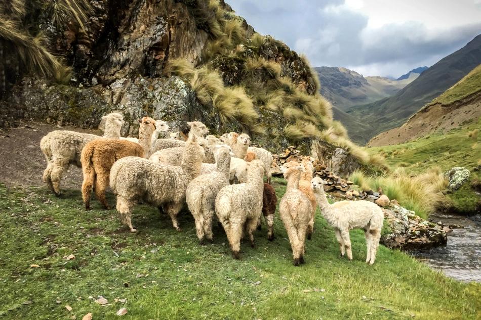 image de la liste de photos du voyage Voyage avec un chamane en immersion dans les villages quechuas du Pérou