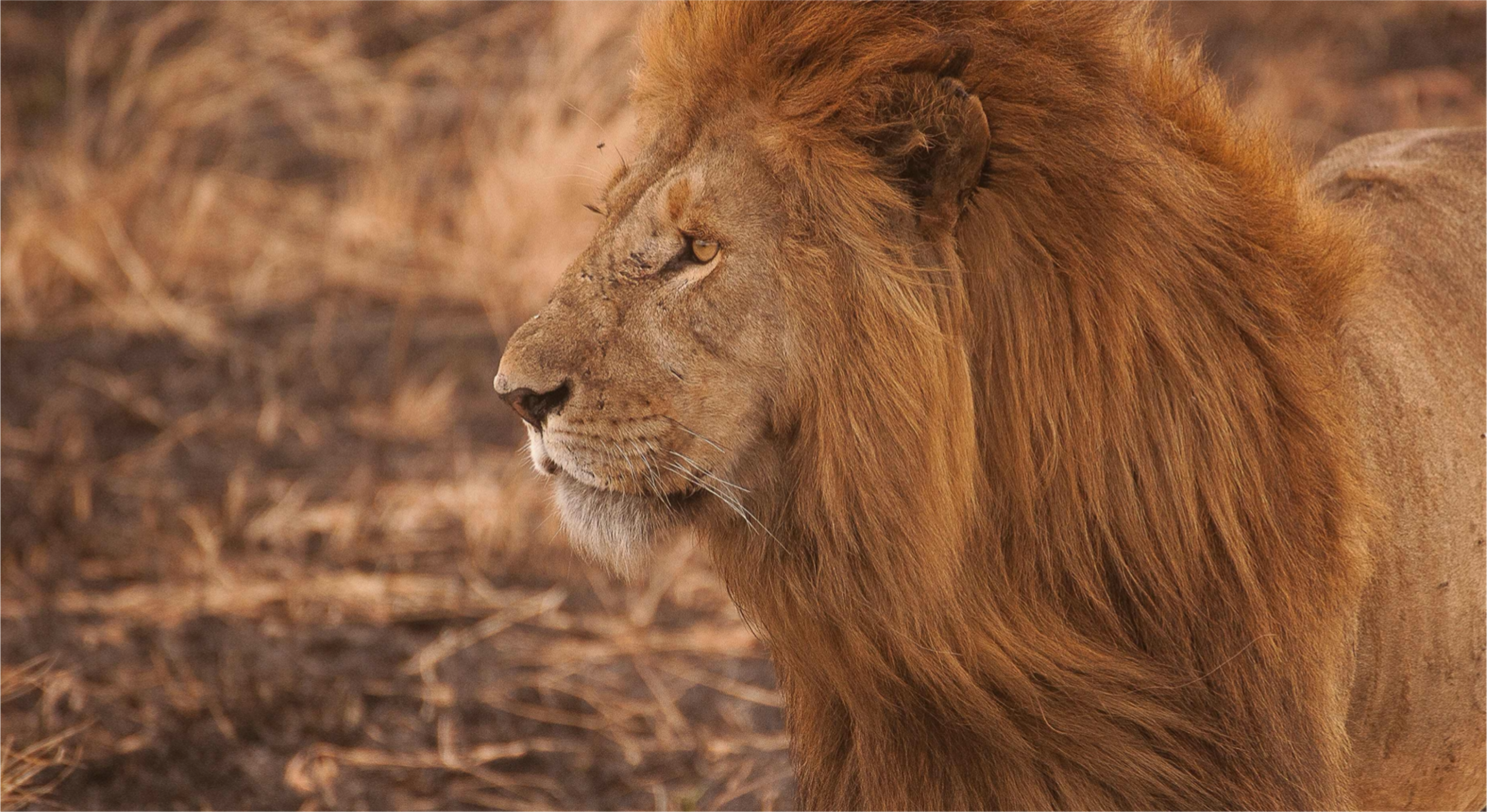 Image principale du blog Tourisme animalier : les pratiques à bannir en voyage