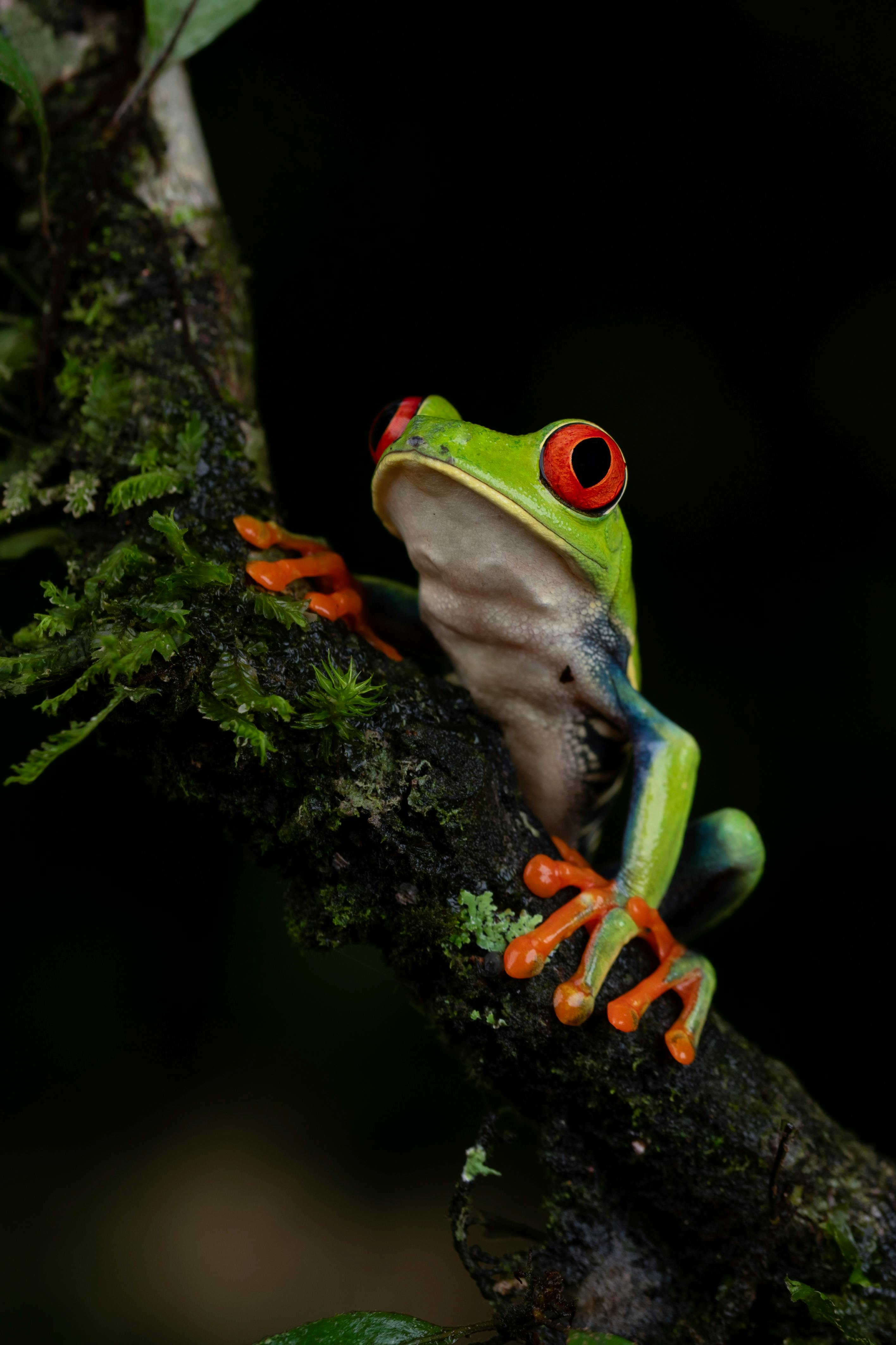 A red-eyed tree frog with bright green skin and orange feet perches on a moss-covered branch.