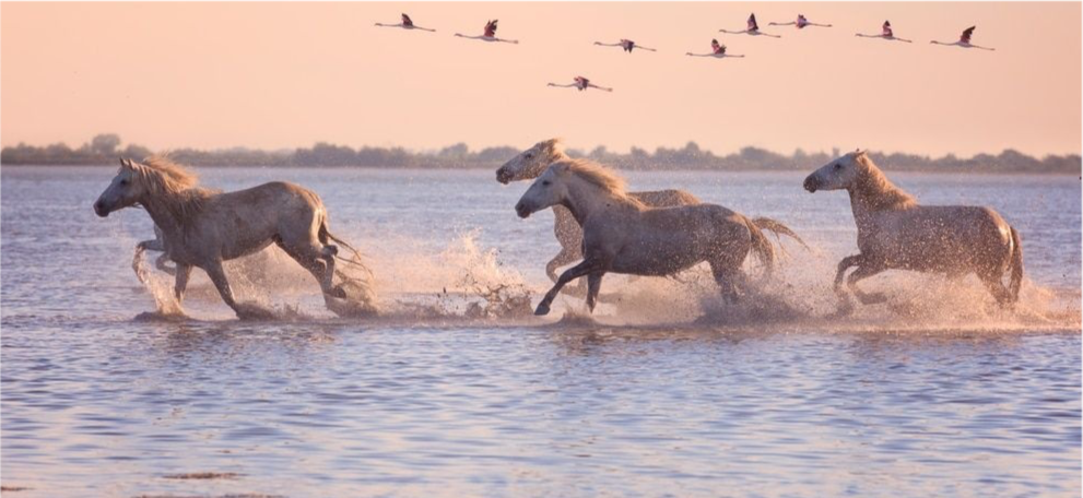 Image principale du blog Vivez la Camargue autrement avec les gardians