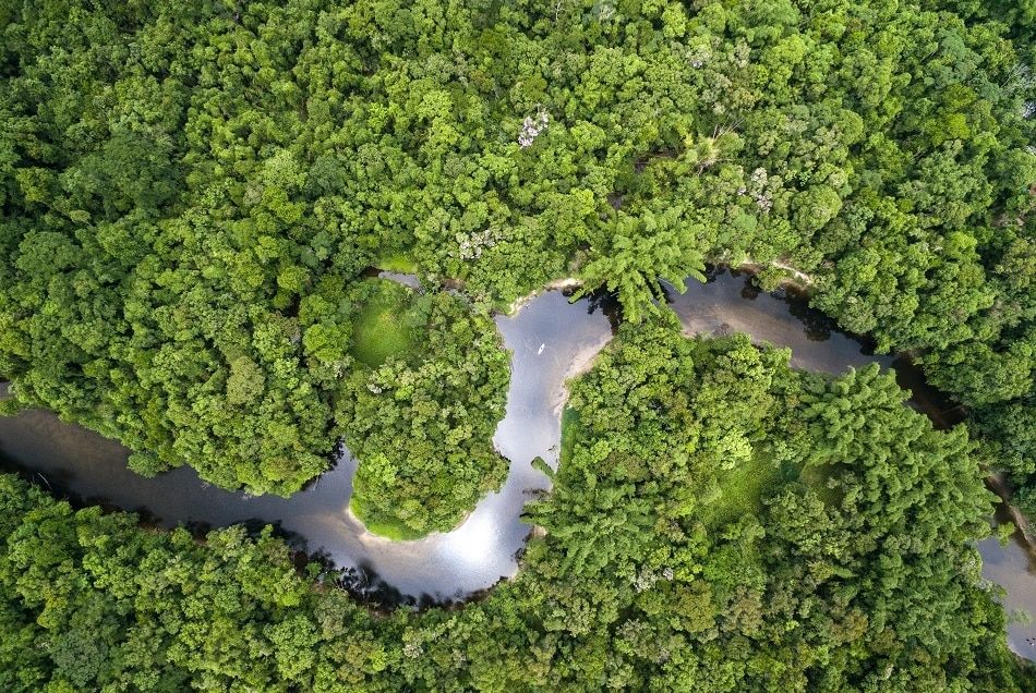 Image principale du blog 5 façons de lutter contre la déforestation en Amazonie