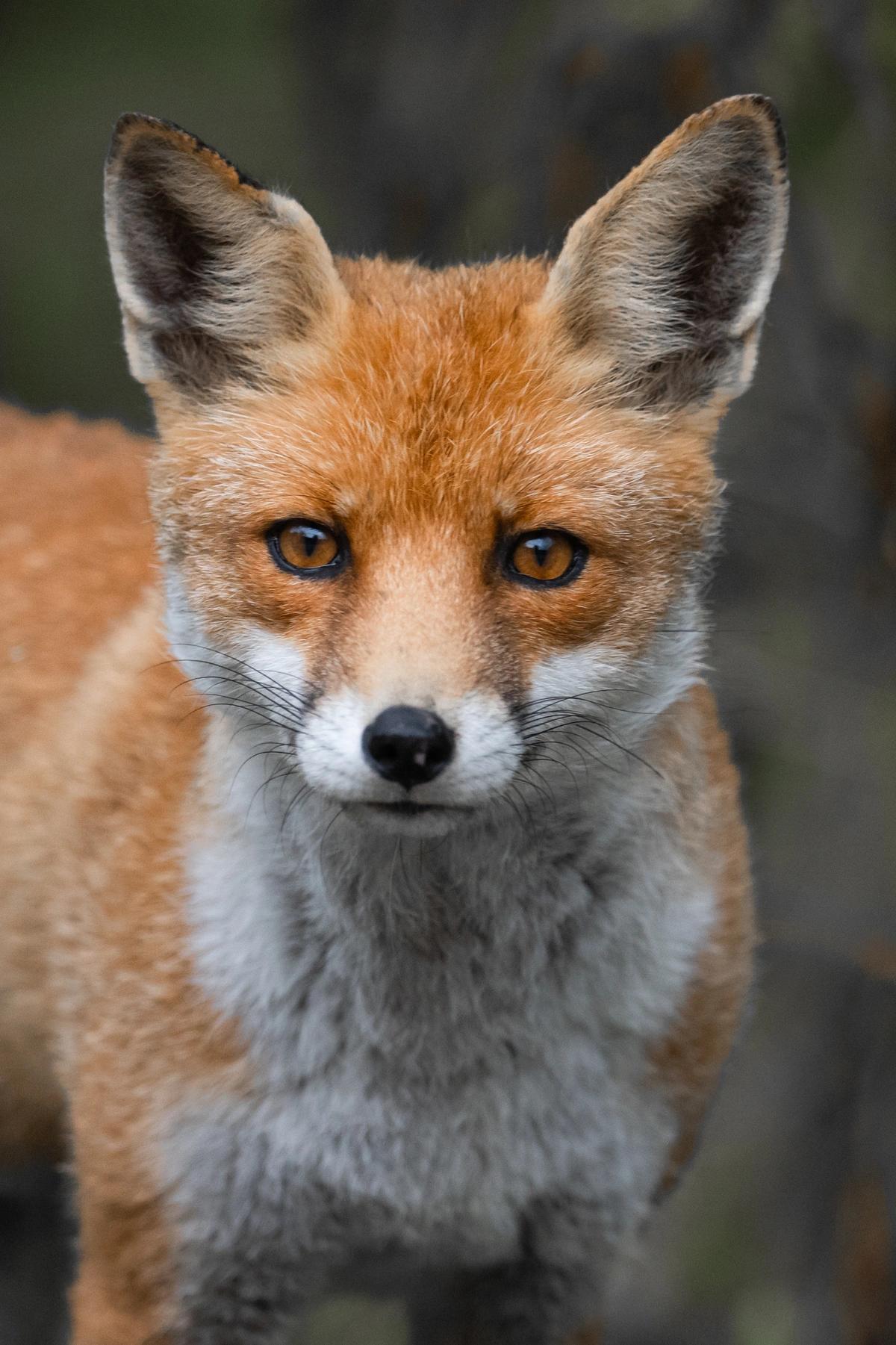 image de la liste de photos du voyage En immersion avec un photographe animalier dans les Vosges