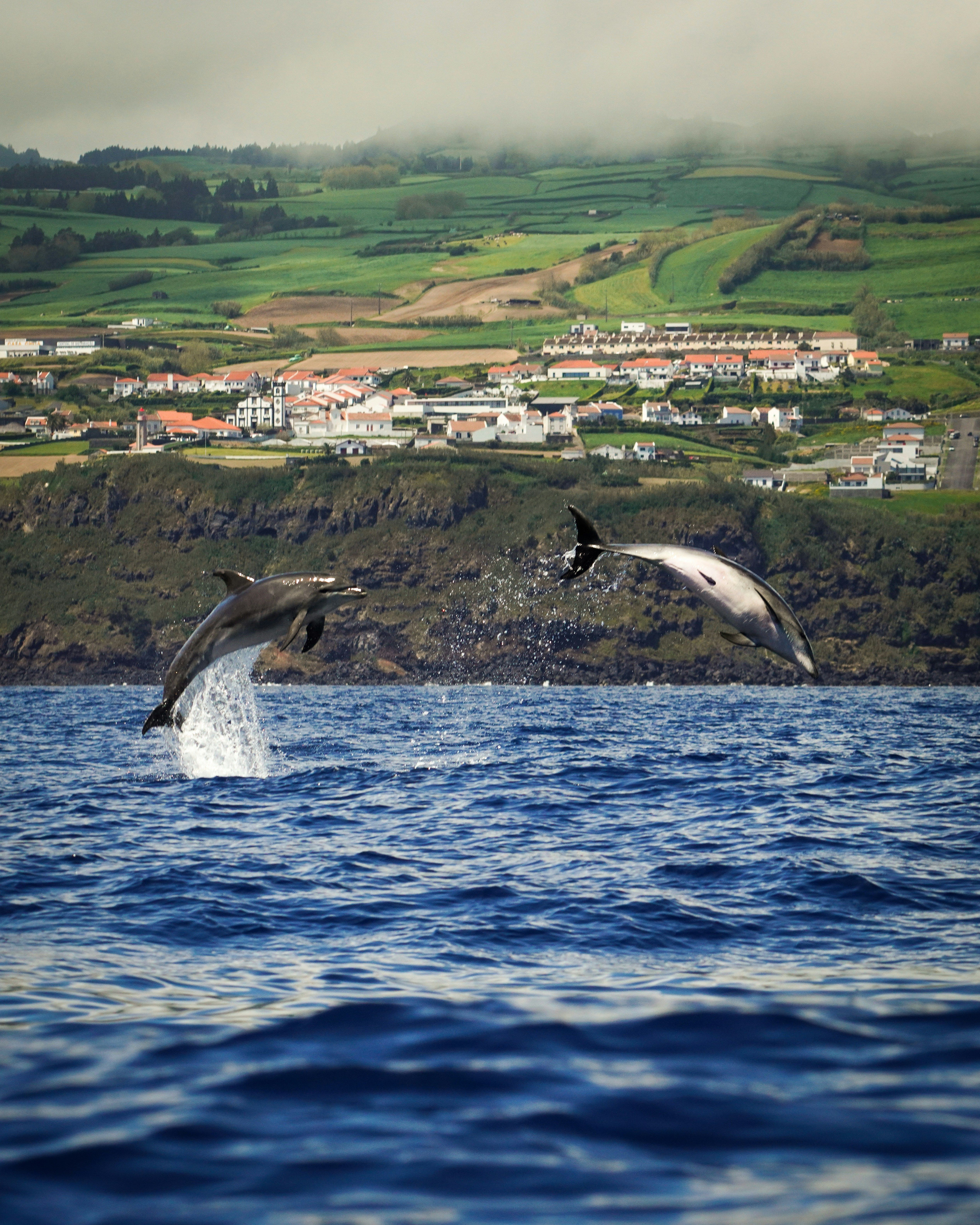 image secondaire du voyage L’appel des Açores entre volcans, dauphins, baleines et cachalots 