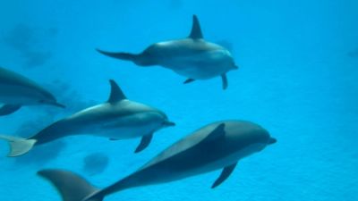 A pod of dolphins swimming in clear blue water.