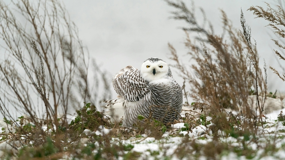 A snowy owl with white and black markings and yellow eyes sits in snowy grass surrounded by dry reeds.