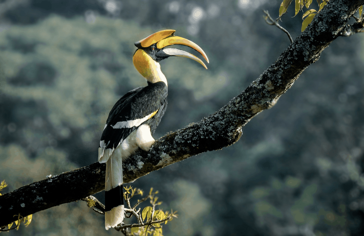 image de la liste de photos du voyage Inde secrète : Trek à la rencontre des tribus d'Arunachal Pradesh