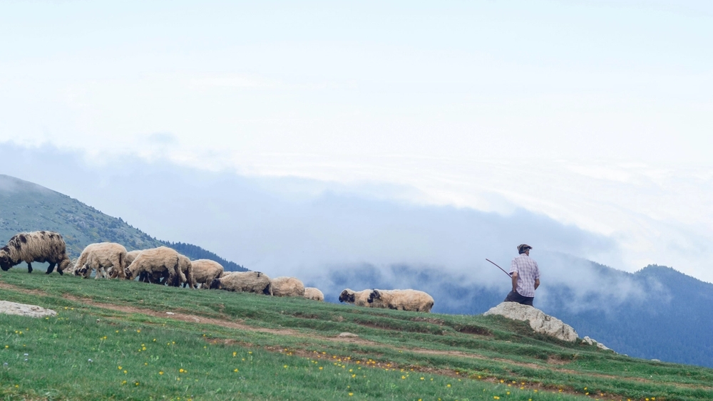 image principale du voyage Vis ma vie de berger dans les Pyrénées