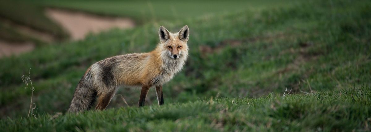 image principale du voyage Découvrez l'art de la photo animalière dans le Jura