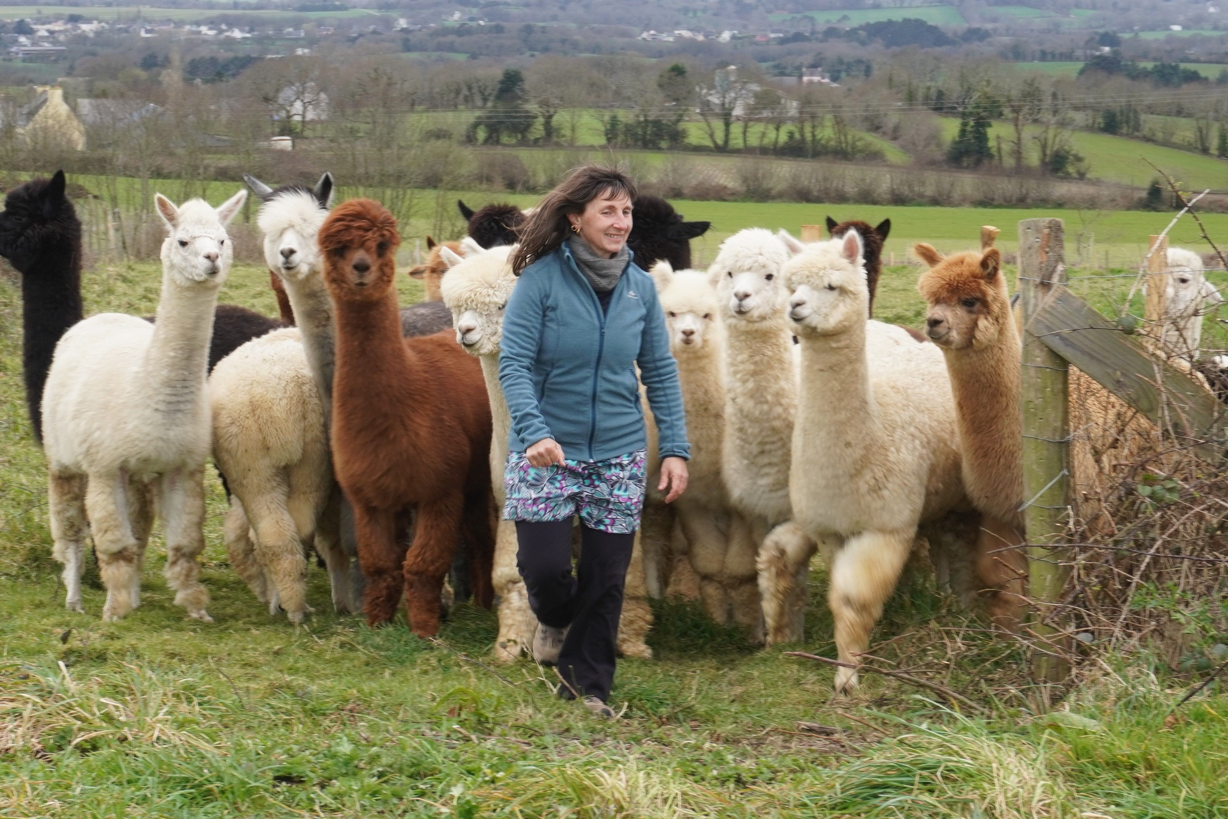 Image principale du blog Interview – Rencontre avec Virginie, éleveuse d'alpagas dans le Finistère