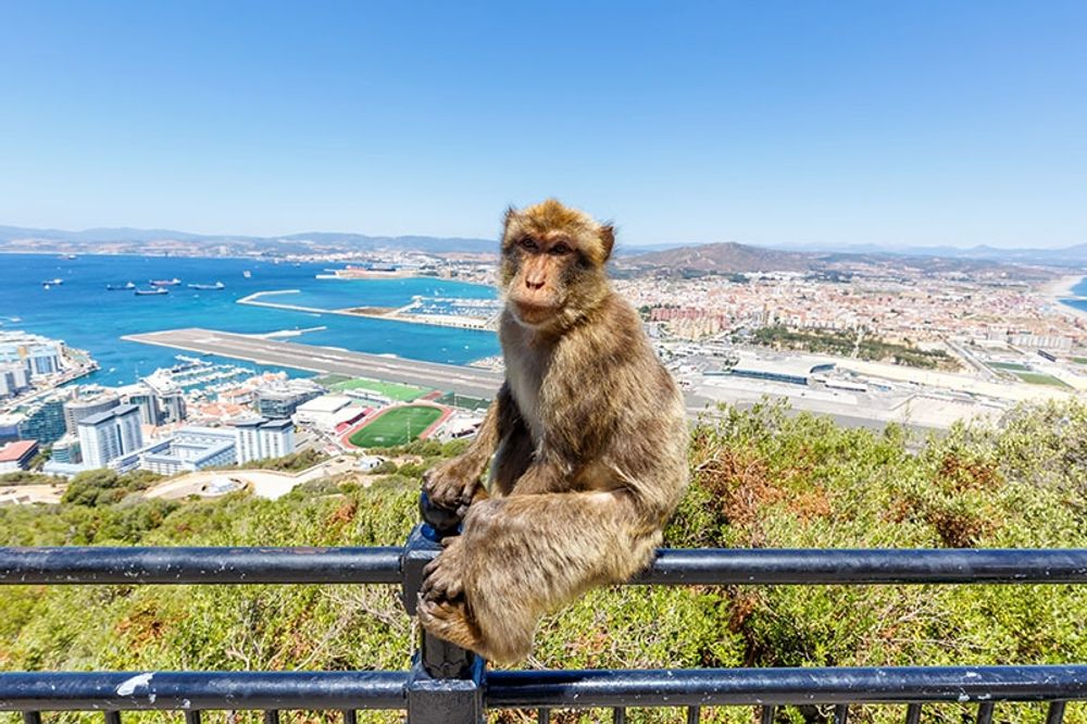 Arkivbild p&aring; berberapa med La L&iacute;nea de la Concepci&oacute;n i bakgrunden.