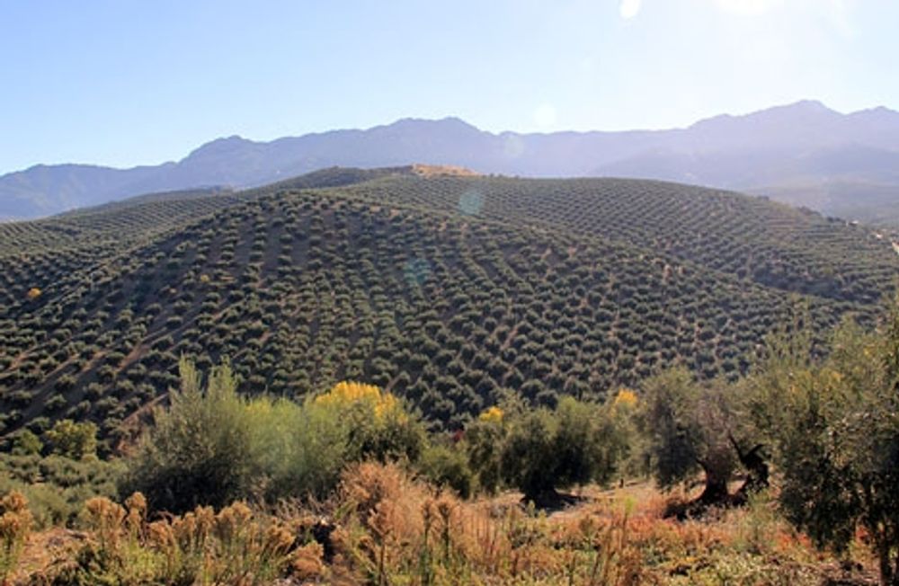Kina planerar att plantera 59 miljoner olivtr&auml;d, vilket &auml;r n&auml;stan lika m&aring;nga som i Ja&eacute;nprovinsen.