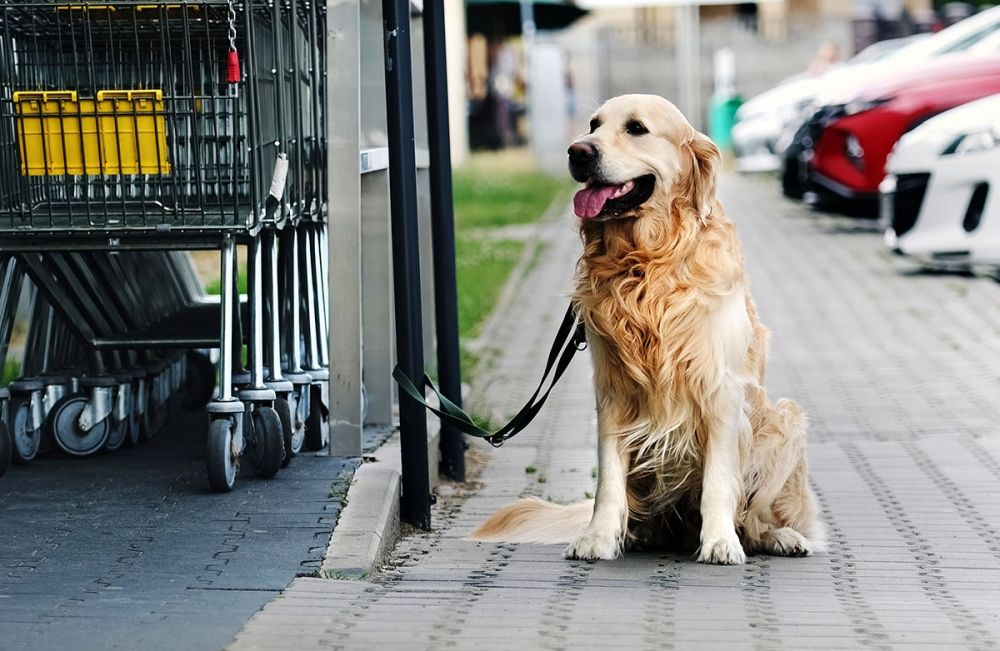 B&ouml;terna f&ouml;r att l&auml;mna en hund utan tillsyn p&aring; offentlig plats ligger p&aring; mellan 500 och 10.000 euro.