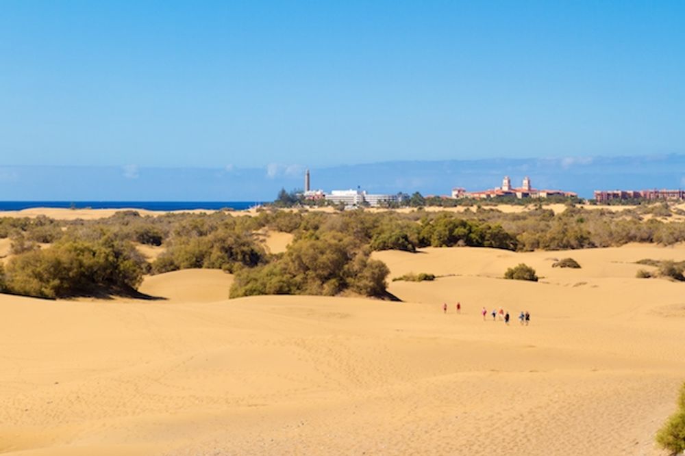 Forskare har sp&aring;rat hela 298 sexuella m&ouml;tesplatser vid sanddynerna i Maspalomas