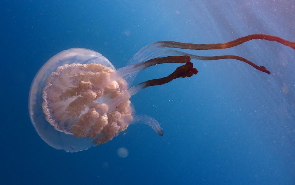 Den ovanliga j&auml;ttemaneten Rhizostoma luteum.