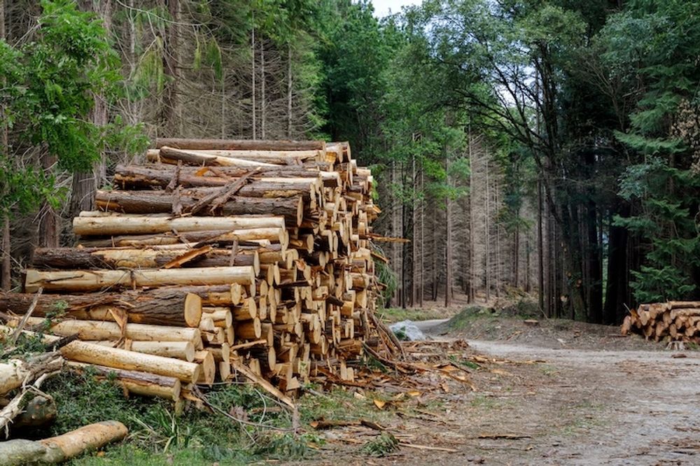 Skogsarealen i Spanien har tredubblats sedan 1800-talet, men klimatf&ouml;r&auml;ndringarna utg&ouml;r ett nytt hot mot de spanska tr&auml;den.