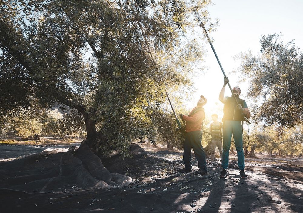 Invandringen f&ouml;rhindrar den yrkesverksamma befolkningen i Spanien fr&aring;n att sjunka.