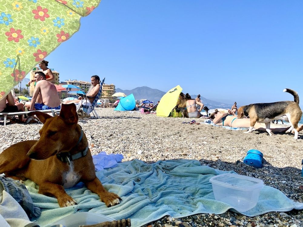 P&aring; stranden Playa del Castillo, i Fuengirola, kan &auml;ven hundarna njuta av den svalare havsbrisen och ett dopp i de bl&aring;. Det &auml;r en av &aring;tta hundstr&auml;nder p&aring; Costa del Sol.