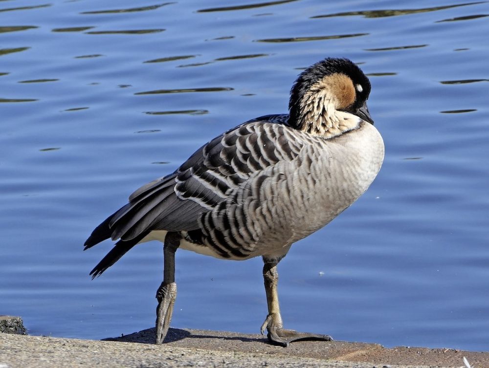 En akut hotad andart har bekr&auml;ftats smittad med H5N1 efter att ha hittats d&ouml;d p&aring; en strand i V&eacute;lez-M&aacute;laga. (Arkivbild)