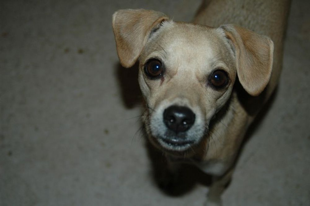 Det kanske inte &auml;r s&aring; smart att s&auml;ga till en djurmisshandlare, men jag &auml;r s&auml;ker p&aring; att min hund Coco uppskattade att jag inte h&ouml;ll tyst n&auml;r en hundkollega r&aring;kade illa ut.