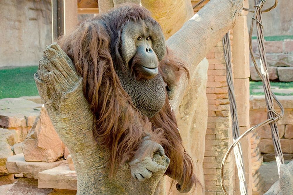 Orangutanghannen Peek levde sina sista tio &aring;r i Bioparc i Fuengirola. Foto: Bioparc