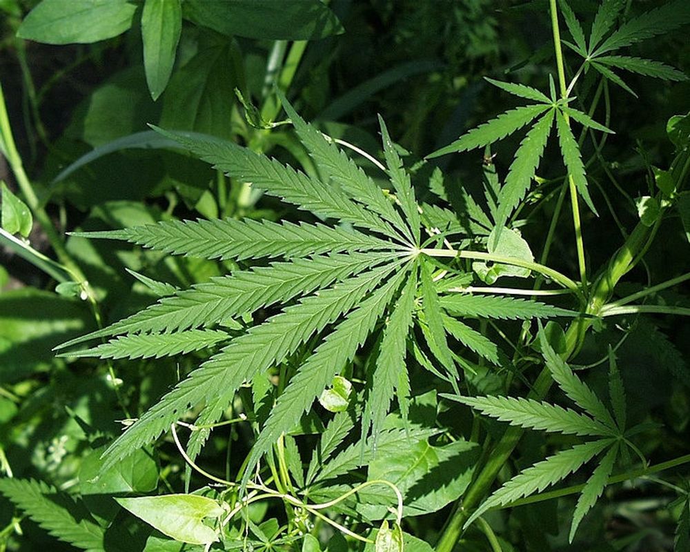 Enligt kommunledningen i Rasquera (Tarragona) kan kommunen tj&auml;na 1,3 miljoner euro p&aring; tv&aring; &aring;r, genom att odla cannabis.