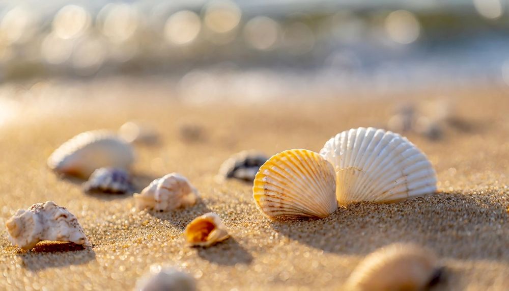 Att ta med sig sn&auml;ckor hem fr&aring;n stranden &auml;r f&ouml;rbjudet och kan leda till b&ouml;ter p&aring; mellan 500 och 3.000 euro.