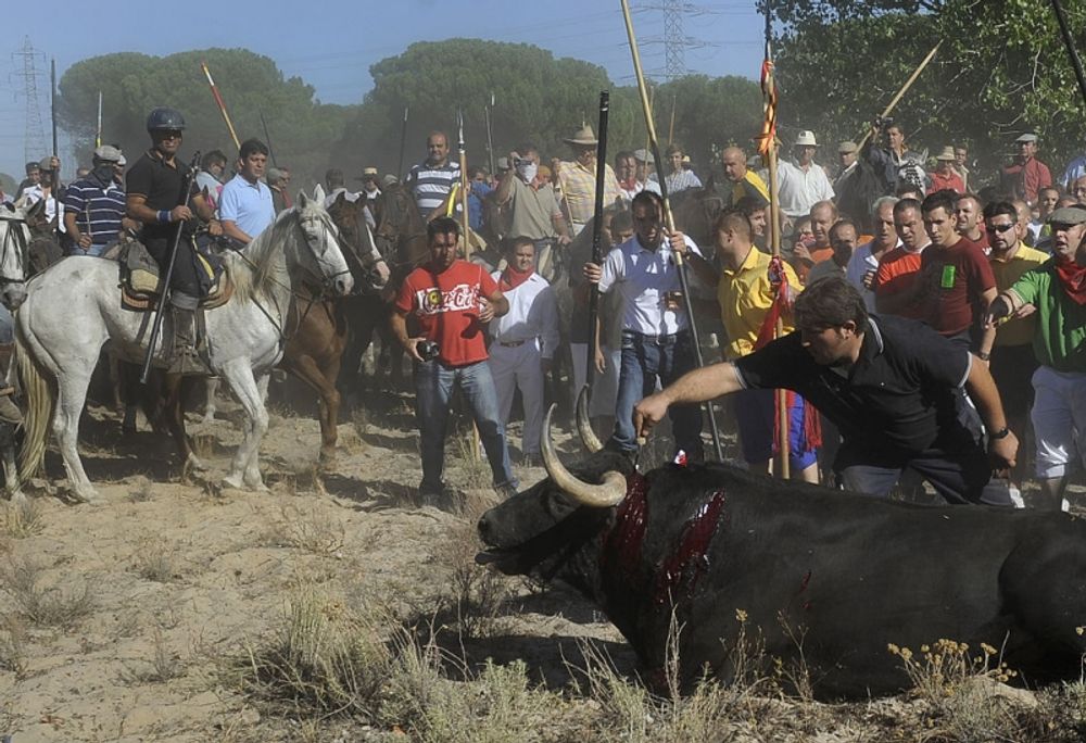 "El Toro de la Vega" firas i &aring;r 16 september och &auml;r en av de mest kontroversiella festligheterna i Spanien, med djur inblandade. Foto: PACMA