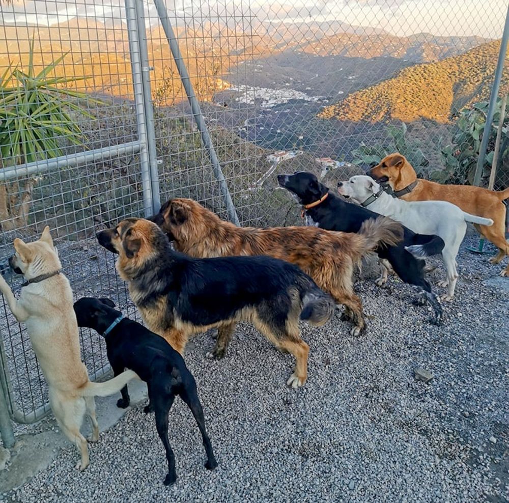 Djurskyddsanl&auml;ggningen i V&eacute;lez-M&aacute;laga st&auml;ngs efter domstolsbeslut, trots att den r&auml;ddat hundratals djur sedan starten 2016. Foto: El Refugio de Leo