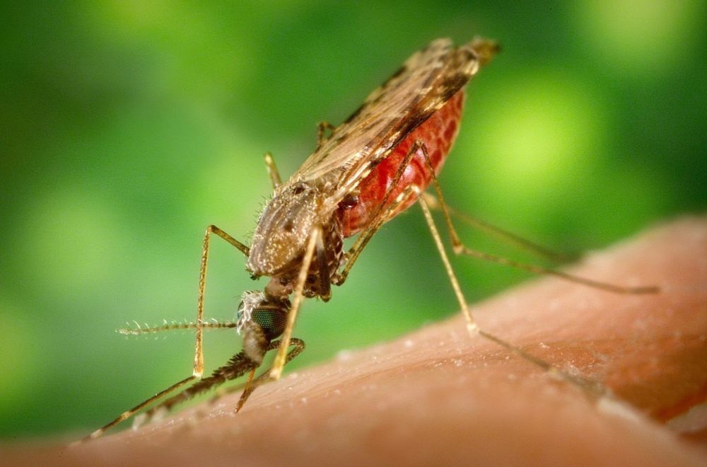 Malaria &auml;r en tropisk sjukdom som sprids av myggor. Foto: James Gathany/Wikimedia Commons