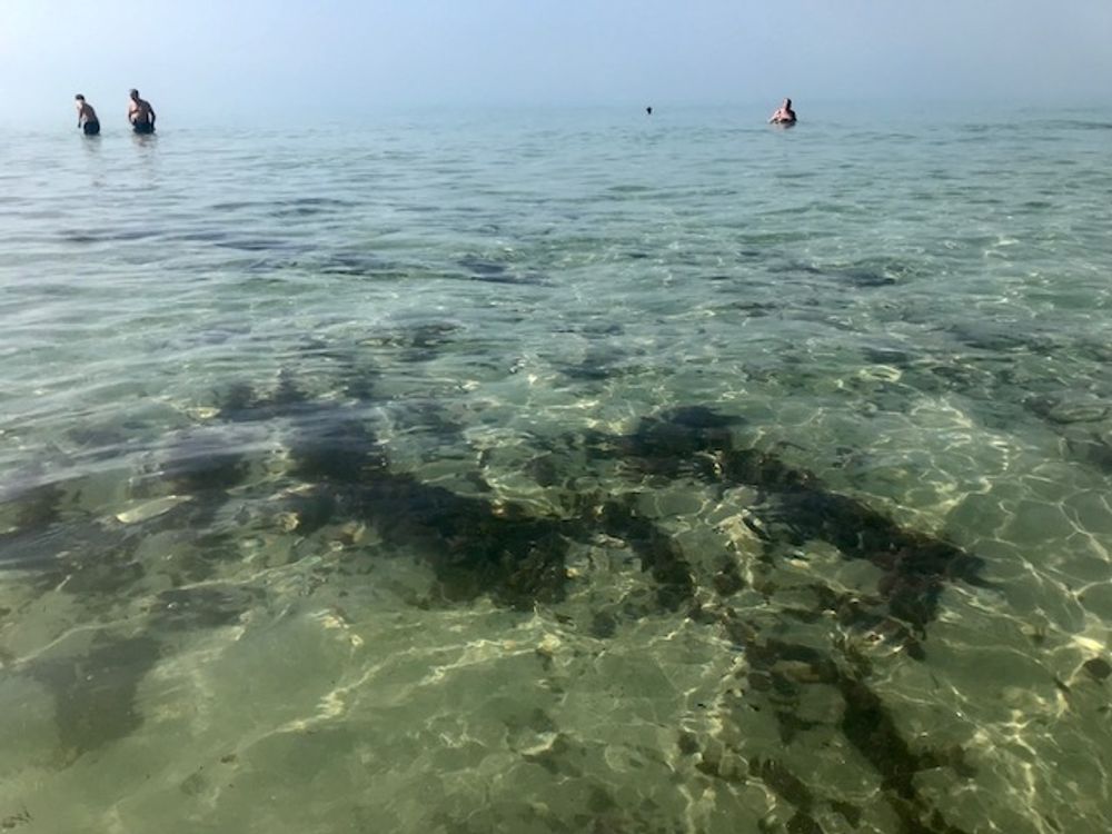 Algen &auml;r redan ett stort gissel vid Atlantkusten, men har ocks&aring; tagit sig in i Medelhavet.