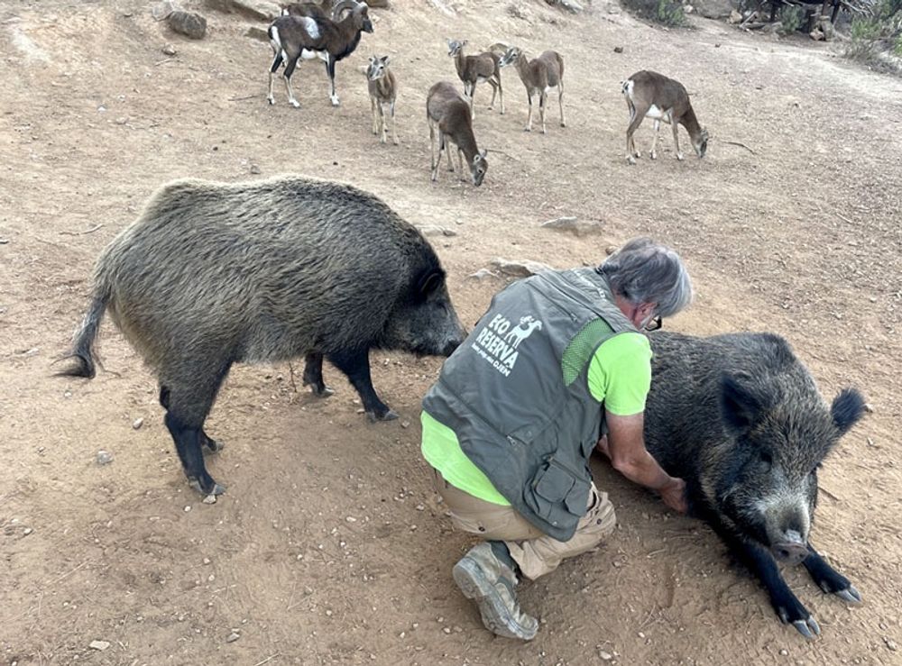 Antonio Calvo med n&aring;gra av vildsvinen i Eco reserva de Oj&eacute;n.