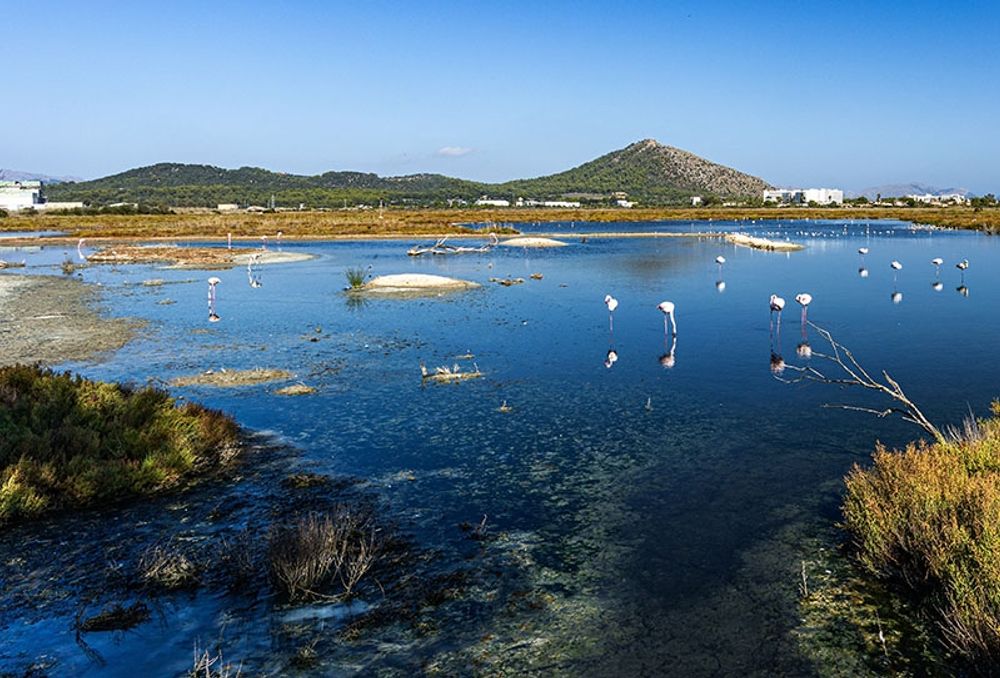 Arkivbild p&aring; h&auml;ckande f&aring;glar i naturparken La Albufera, i Valencia.