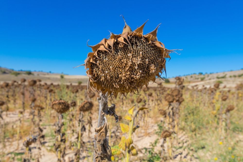 Sk&auml;let till att Spanien har f&auml;rre klimatf&ouml;rnekare &auml;n m&aring;nga andra l&auml;nder uppges bero p&aring; att effekterna &auml;r p&aring;tagliga h&auml;r.