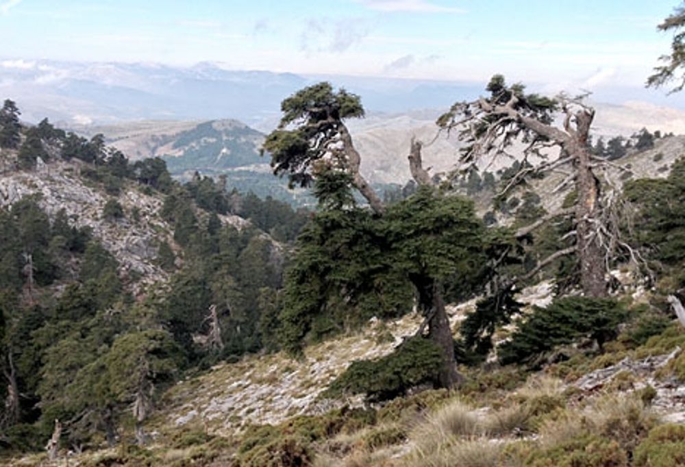 Sierra de las Nieves har ett unikt v&auml;xt- och djurliv.